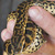 Allières: naissance insolite d'un anaconda jaune à la ferme des reptiles Allières: naissance insolite d'un anaconda jaune à la ferme des reptiles